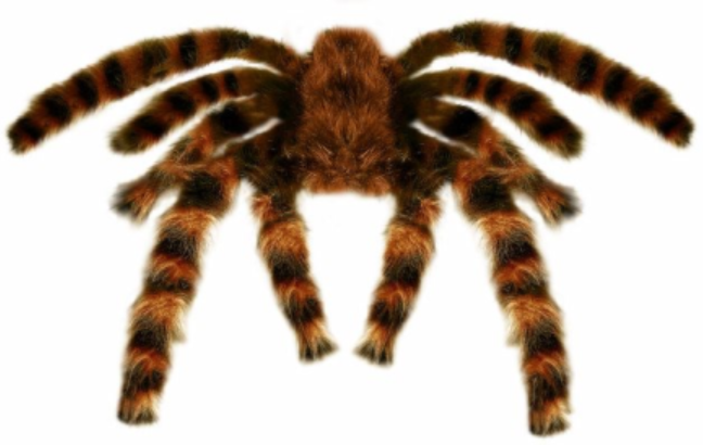 Tarantel Spinne Dekoration