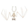 Skelett Fledermaus – Halloween Deko