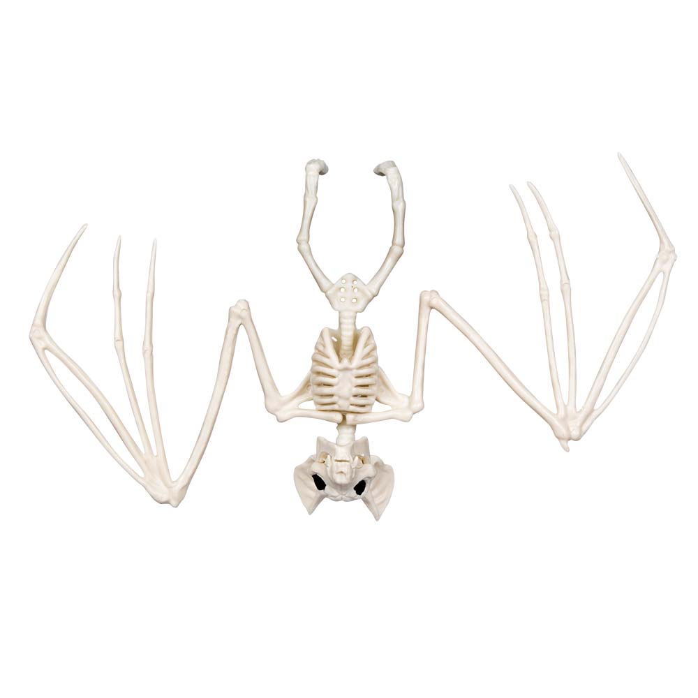 Skelett Fledermaus – Halloween Deko