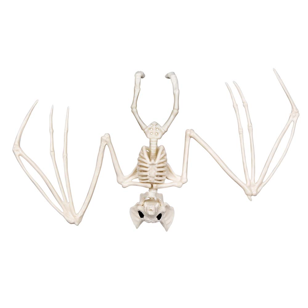 Skelett Fledermaus – Halloween Deko