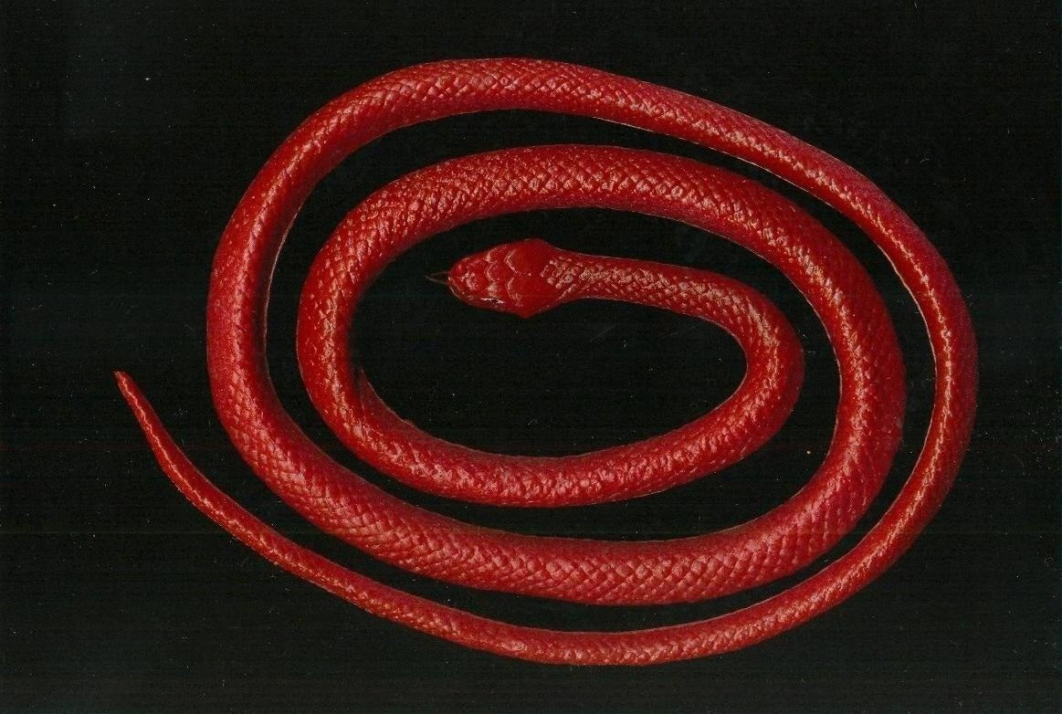Schlange – Safari Dekoration