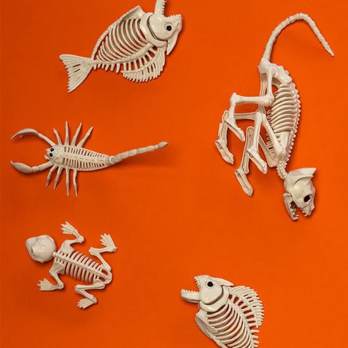 Frosch Skelett – Halloween Deko